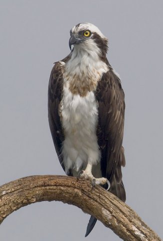 2010-kabini-osprey.thumb.jpg.fecd377d88cee9e2b09ed6e28801e91a.jpg