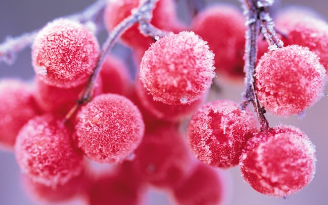8899502-red-berries-winter-nature.thumb.jpg.31382b6d16b54965ac65e95cdf9e93e6.jpg