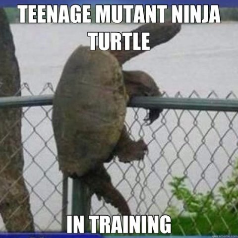 1701499787_TeenageMutantNinjaTurtle.thumb.jpeg.71254276cf946a3faf6cecd6baf359d2.jpeg