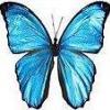 morpho